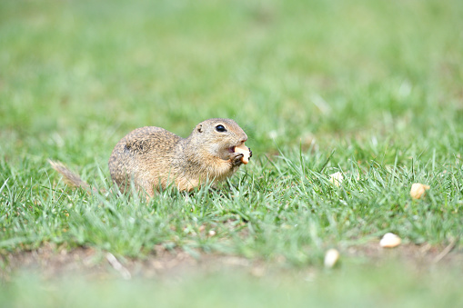 Ground squirrel lurking over the grass in the spring meadow