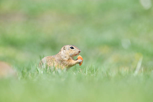 istock Ground squirrel keeps food in the front paws and eats in the grass 1224013349
