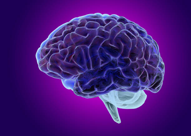 3D rendering illustration transparent textured human brain side view isolated and glowing on blue purple background included with object clipping path