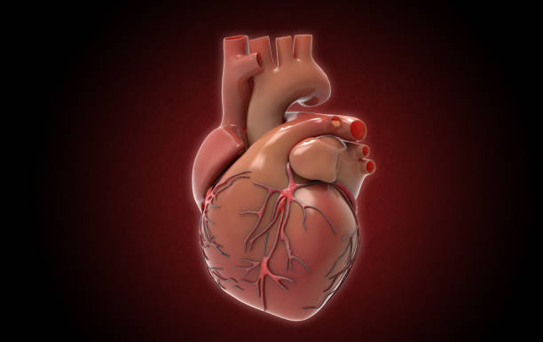 3D rendering organ human heart with red vein illustration on dark BG 3D rendering illustration colorful glossy human organ heart with vein glowing and isolated on dark red textured background included with object clipping path pulmonary artery stock pictures, royalty-free photos & images