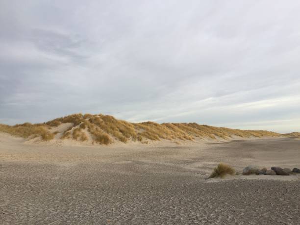 istock Seal Skagen Nature Denmark 1224014526