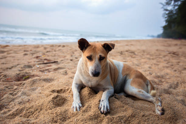 istock Dog, Puppy, Pets, Summer, Sand 1224014542