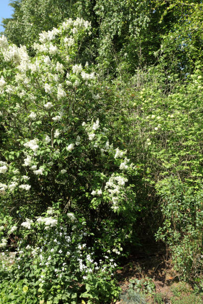 istock The White Garden 1224014560