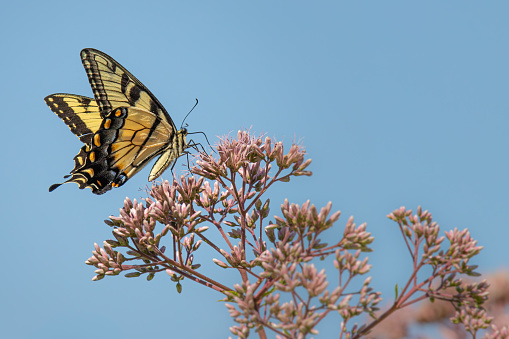 A black and yellow Giant Swallowtail butterfly on some pink flowers in a summertime meadow
