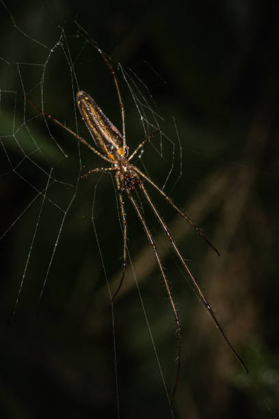 istock A long-jawed orbweaver spider on its web against a dark background 1224014967