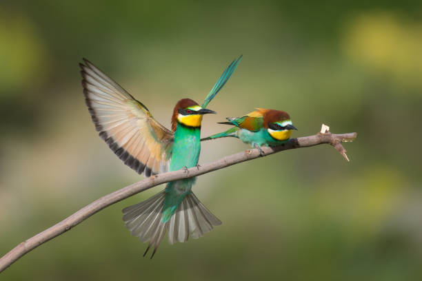 istock The European bee-eater 1224015788