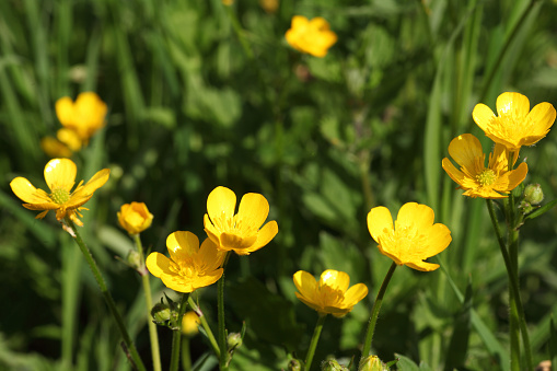 Beautiful yellow buttercups with a green background