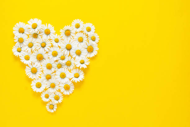 istock Heart shape made from white chamomile daisy flowers on yellow background. Alternative medicine. Copy space. 1224016039