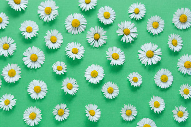 istock Chamomile daisy flowers on green background. Summer, spring Flat lay. 1224016051