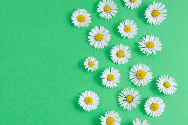 istock Chamomile daisy flowers on green background. Summer, spring Flat lay. 1224016062