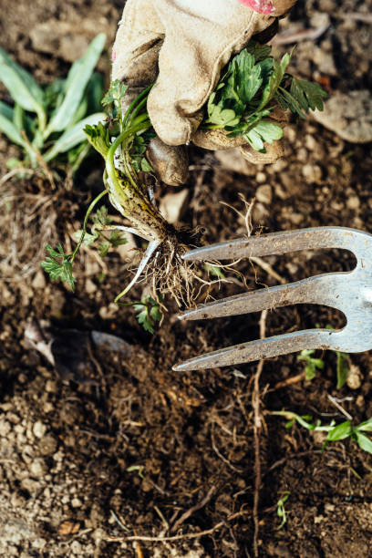 istock Woman removing weeds from her garden 1224016064