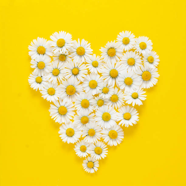 istock Heart shape made from white chamomile daisy flowers on yellow background. Alternative medicine. Square image. 1224016092