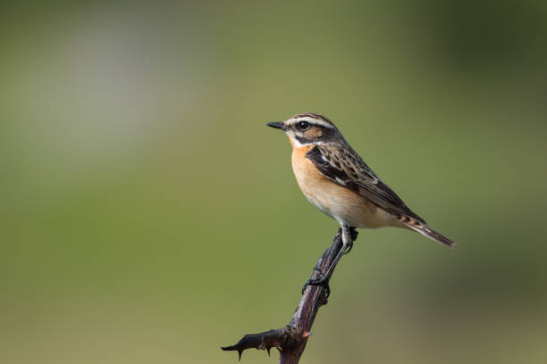 der whinchat - whinchat stock-fotos und bilder