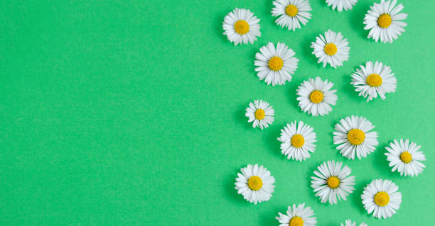 istock Chamomile daisy flowers on green background. Summer, spring Banner. 1224016316