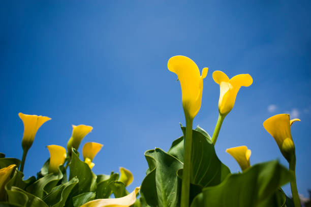 The Arum is a perennial herb. The rootstock of the plant is a fleshy rhizome with several buds. No part of this plant is used for food or medicine.