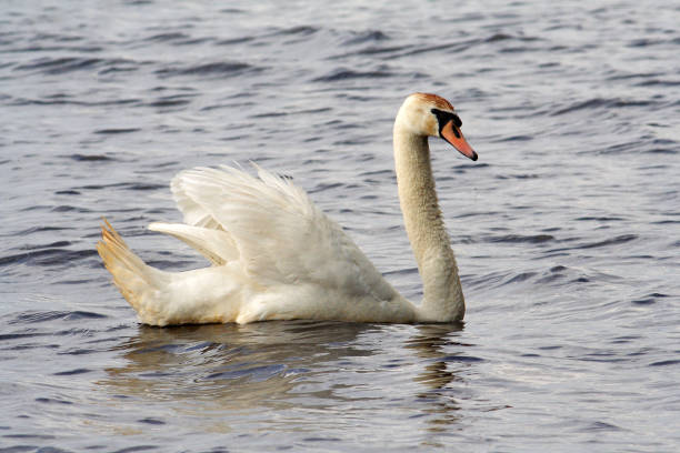 istock Mute swan on the lake 1224017329