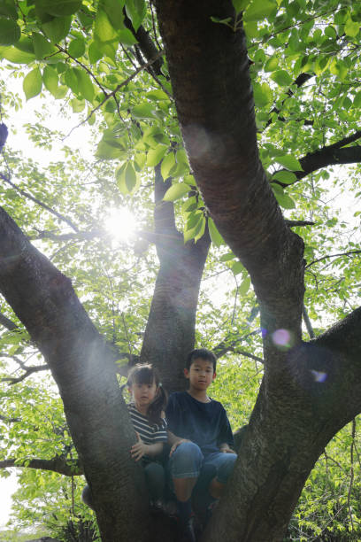 istock Japanese brother and sister climbing the tree (10 years old boy and 5 years old girl) 1224017374