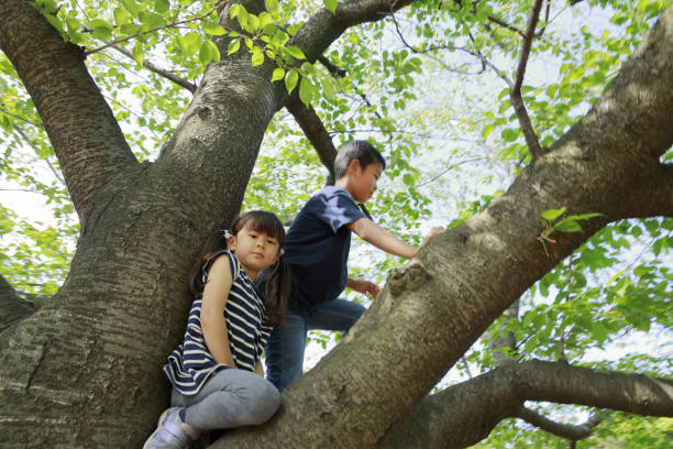 istock Japanese brother and sister climbing the tree (10 years old boy and 5 years old girl) 1224017425