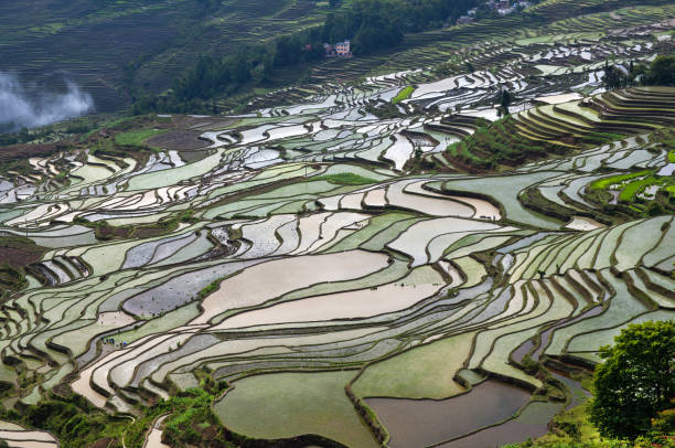 中国雲南省元陽県のテラス水田 - rice paddy china traditional culture yunnan province ストックフォトと画像