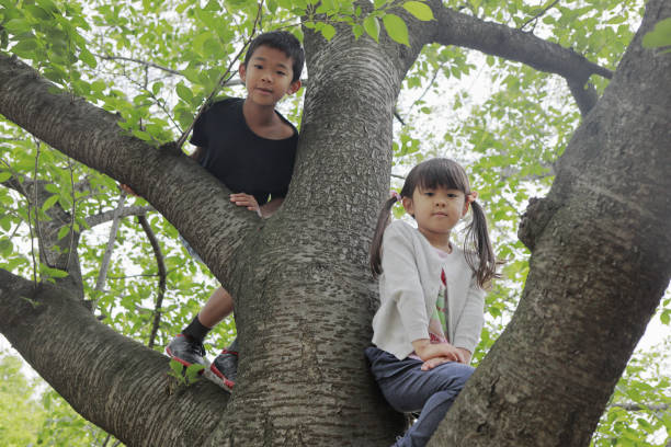 istock Japanese brother and sister climbing the tree (10 years old boy and 5 years old girl) 1224017553