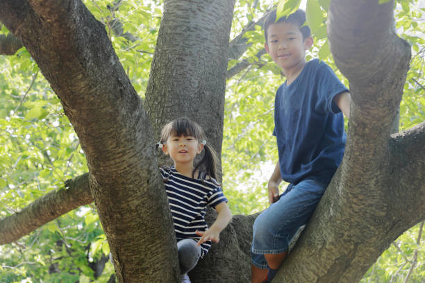 istock Japanese brother and sister climbing the tree (10 years old boy and 5 years old girl) 1224018270