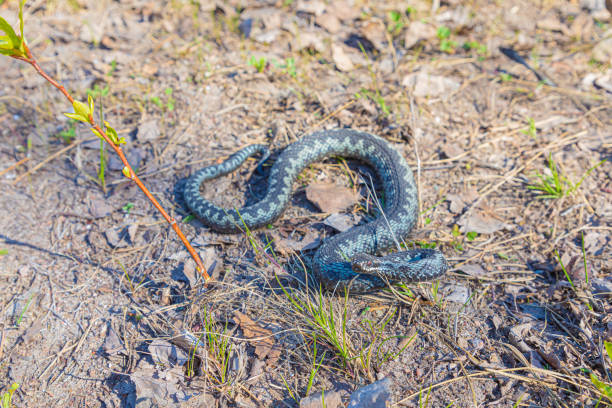 istock Grey viper or adder venomous snake in attacking or defencive pose rolled in knit on brown spring soil or ground pathway among old leaves, grass and branches 1224018309