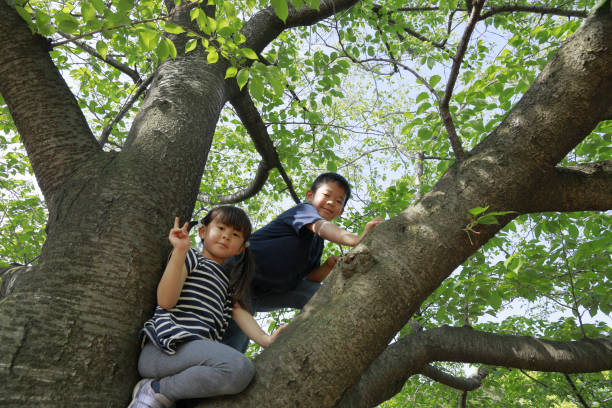 istock Japanese brother and sister climbing the tree (10 years old boy and 5 years old girl) 1224018321