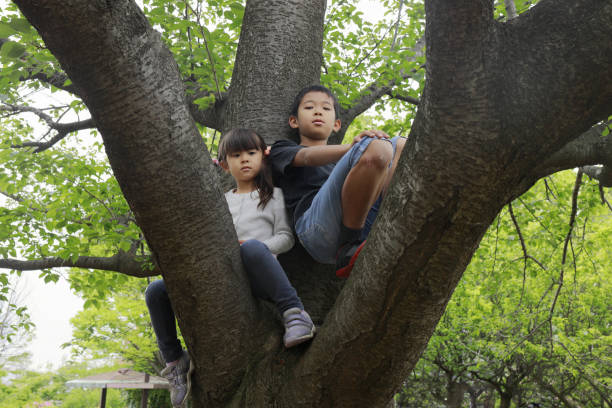 istock Japanese brother and sister climbing the tree (10 years old boy and 5 years old girl) 1224018329