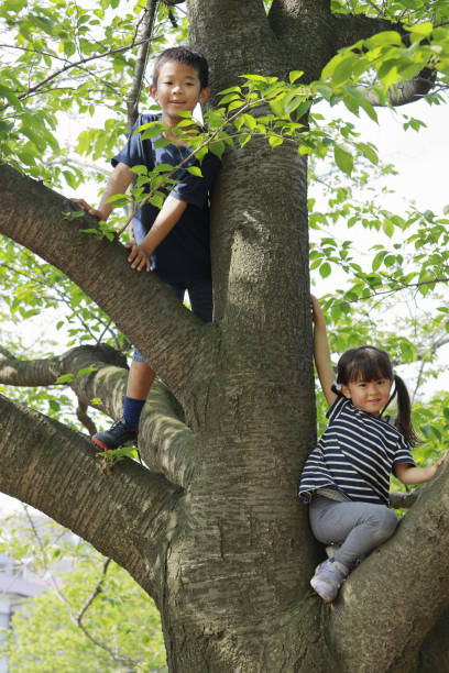 istock Japanese brother and sister climbing the tree (10 years old boy and 5 years old girl) 1224018345