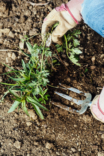 istock Woman removing weeds from her garden 1224018381