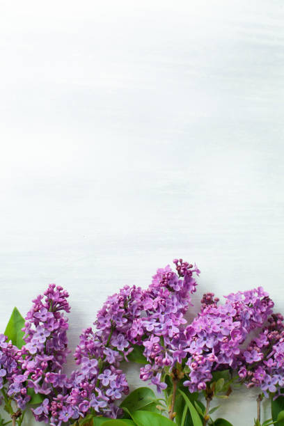 istock Fresh pink lilac flowers frame 1224019799