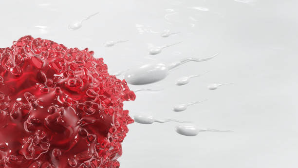 istock Sperm embryo and egg cell on white background, Pregnancy semen with natural fertilization. 3d render. 1224019900