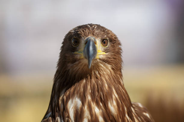 istock Portrait of brown head sea-eagle 1224019927