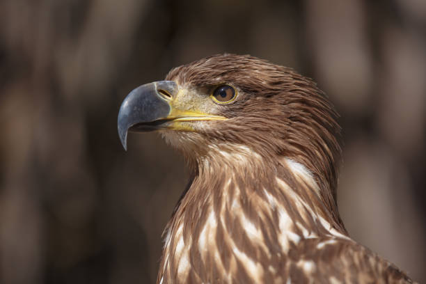istock Portrait of brown head sea-eagle 1224019953