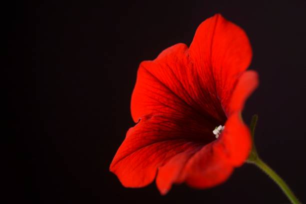 istock Beautiful background with red petunia (petunia grandiflora) 1224020906