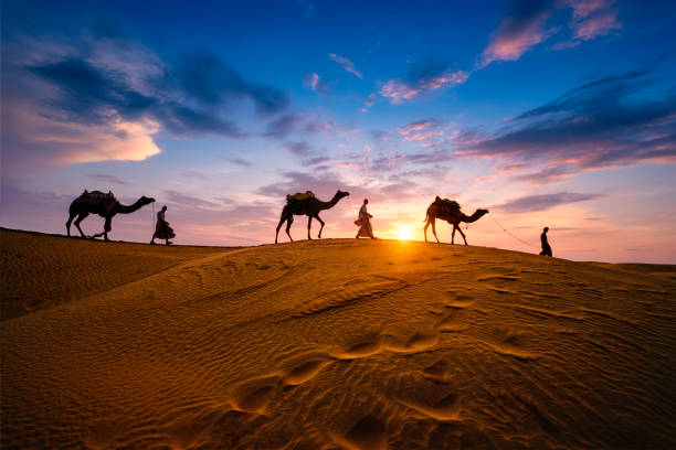 Indian cameleers camel driver with camel silhouettes in dunes on sunset. Jaisalmer, Rajasthan, India Indian cameleers (camel driver) bedouin with camel silhouettes in sand dunes of Thar desert on sunset. Caravan in Rajasthan travel tourism background safari adventure. Jaisalmer, Rajasthan, India rajasthan photos stock pictures, royalty-free photos & images