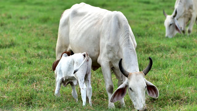 Brahman cattle: Costa Rican Countryside: Agritourism