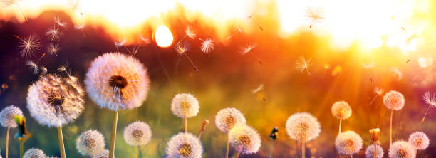 Dandelion Field With Flying Seeds At Sunset