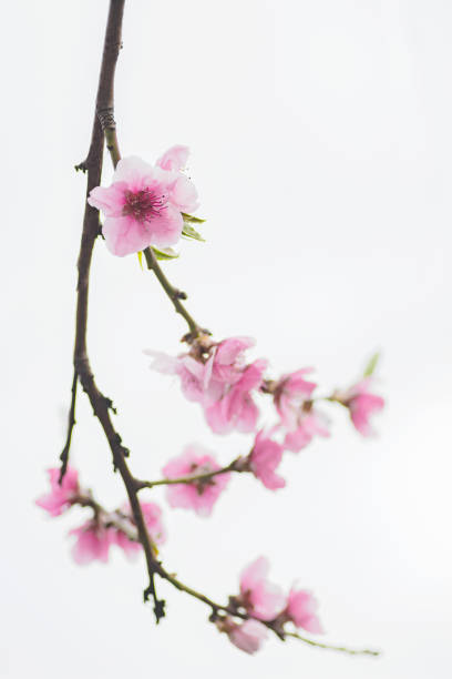 istock beginning of spring blooming downy peach buds pink colors 1224022180
