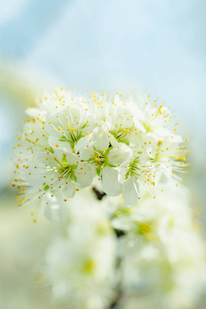 istock beginning of spring blooming downy plum buds white colors close up 1224022183
