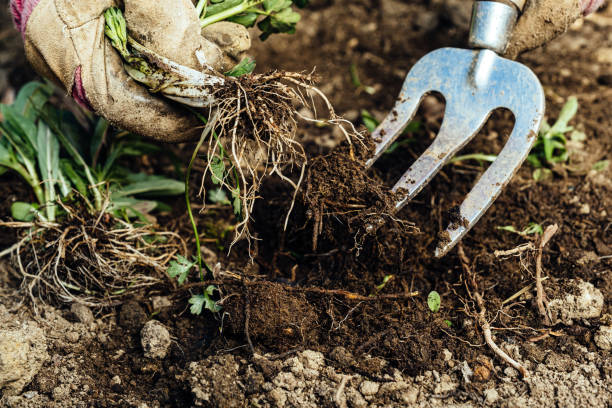 istock Woman removing weeds from her garden 1224022504
