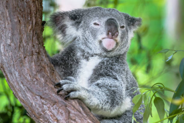 Australian koala bear in a eucalyptus tree in Queensland Australian koala bear in a eucalyptus tree in Queensland bär stock pictures, royalty-free photos & images