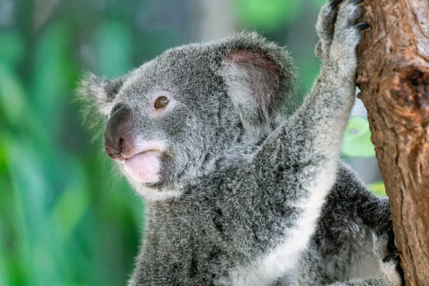 Australian koala bear in a eucalyptus tree in Queensland Australian koala bear in a eucalyptus tree in Queensland bär stock pictures, royalty-free photos & images