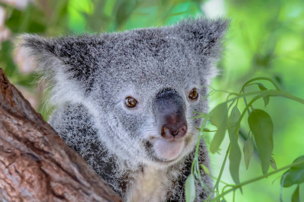 Australian koala bear in a eucalyptus tree in Queensland Australian koala bear in a eucalyptus tree in Queensland bär stock pictures, royalty-free photos & images