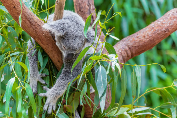 istock Australian koala bear in a eucalyptus tree in Queensland 1224023314