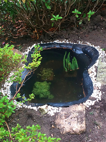 This photo shows a small pond which was dug into a garden. This mini ecosystem is great for attracting our native species. A great educational image.