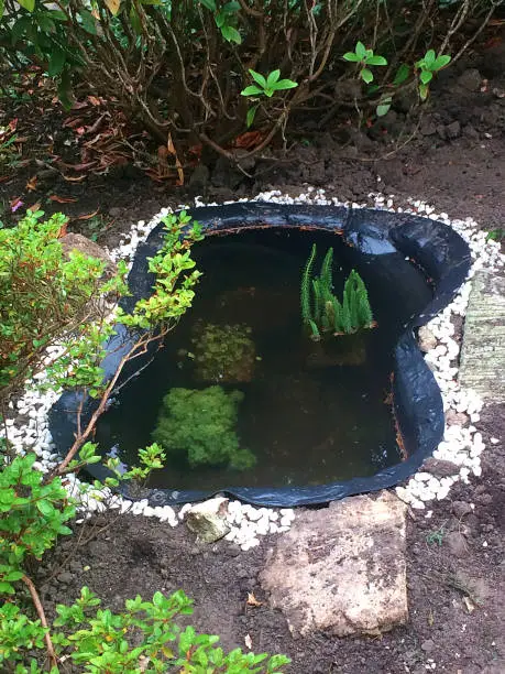 Photo of A man-made garden pond habitat