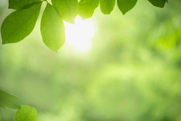 istock Beautiful nature view green leaf on blurred greenery background under sunlight with bokeh and copy space using as background natural plants landscape, ecology wallpaper concept. 1224024916