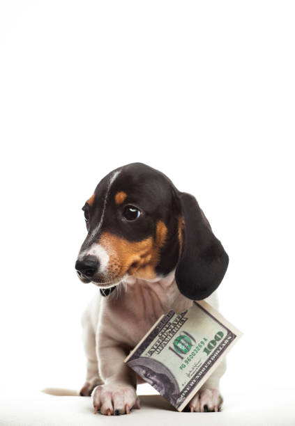 istock image of dog money white background 1224025162