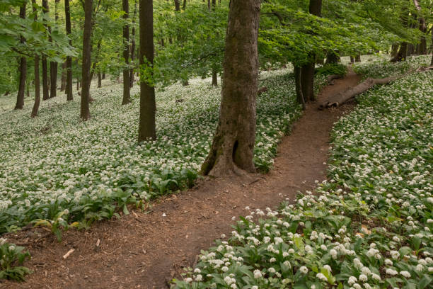 istock hiking trail in the spring forest 1224025779